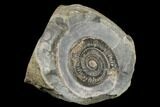 Ammonite (Dactylioceras) Fossil - England #181894-2
